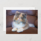 Niedliche Kleintiere | Calico Persian Kitten Postkarte (Vorne/Hinten)