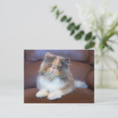 Niedliche Kleintiere | Calico Persian Kitten Postkarte (Stehend Vorderseite)