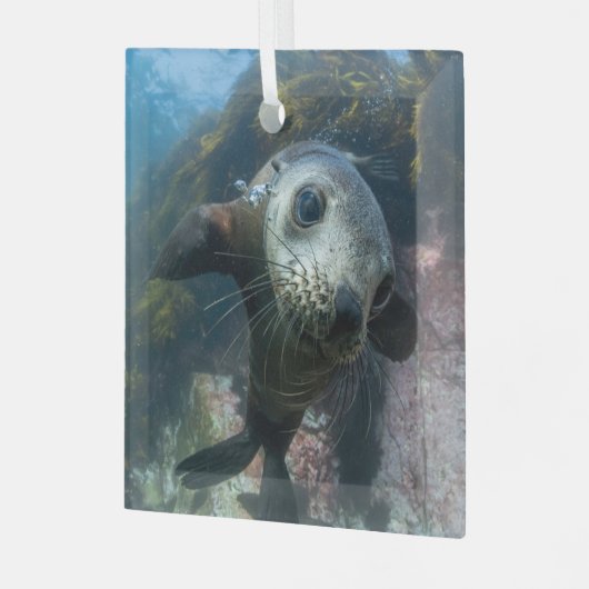 Niedliche Kleintiere | Cape-Fur-Siegel Ornament Aus Glas (Vorderseite links)