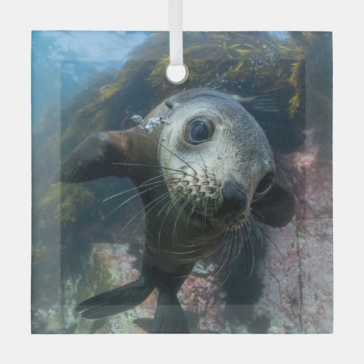 Niedliche Kleintiere | Cape-Fur-Siegel Ornament Aus Glas (Vorderseite)