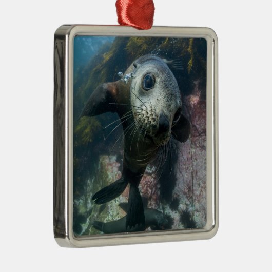 Niedliche Kleintiere | Cape-Fur-Siegel Ornament Aus Metall (Rechts)