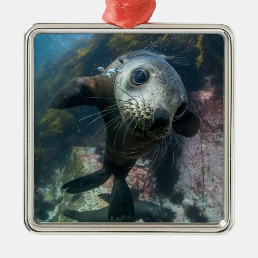 Niedliche Kleintiere | Cape-Fur-Siegel Ornament Aus Metall (Vorne)