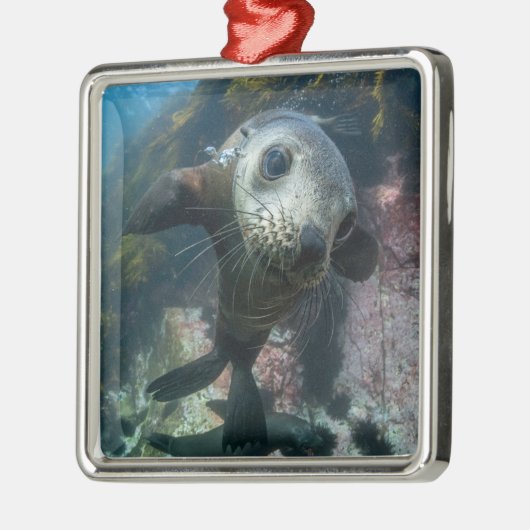 Niedliche Kleintiere | Cape-Fur-Siegel Ornament Aus Metall (Links)