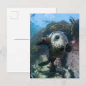 Niedliche Kleintiere | Cape-Fur-Siegel Postkarte (Vorne/Hinten)