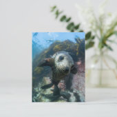 Niedliche Kleintiere | Cape-Fur-Siegel Postkarte (Stehend Vorderseite)