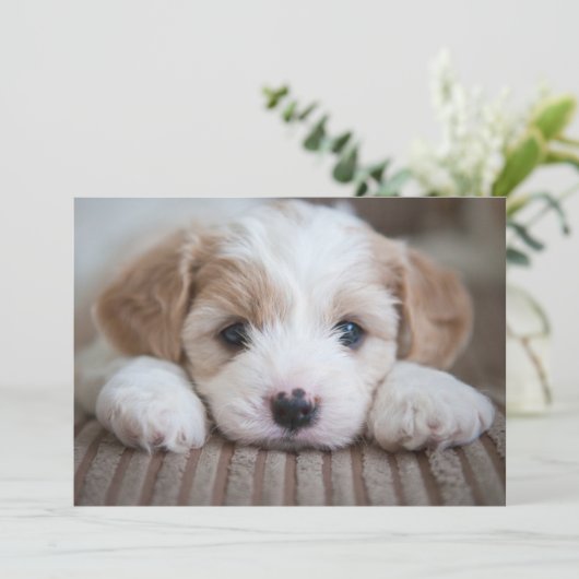 Niedliche Kleintiere | Cavashon Puppy Dankeskarte (Stehend Vorderseite)