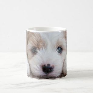 Niedliche Kleintiere Cavashon Puppy Kaffeetasse