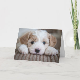 Niedliche Kleintiere   Cavashon Puppy Karte