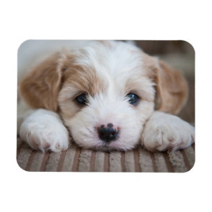 Niedliche Kleintiere Cavashon Puppy Magnet