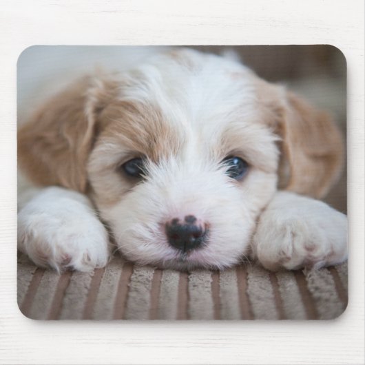 Niedliche Kleintiere | Cavashon Puppy Mousepad (Vorne)