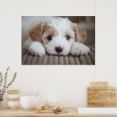 Niedliche Kleintiere | Cavashon Puppy Poster (Küche)