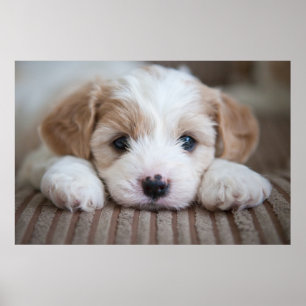 Niedliche Kleintiere   Cavashon Puppy Poster