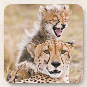 Niedliche Kleintiere   Cheetah Cat & Cub Getränkeuntersetzer
