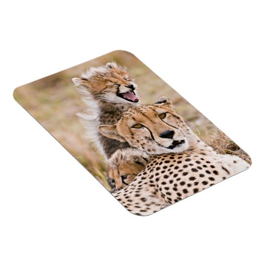 Niedliche Kleintiere | Cheetah Cat & Cub Magnet (Rechte Seite)