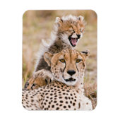 Niedliche Kleintiere | Cheetah Cat & Cub Magnet (Vertikal)