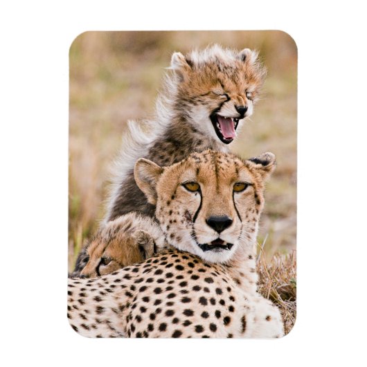 Niedliche Kleintiere | Cheetah Cat & Cub Magnet (Vertikal)