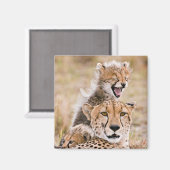 Niedliche Kleintiere | Cheetah Cat & Cub Magnet (Vorderseite/Rückseite)