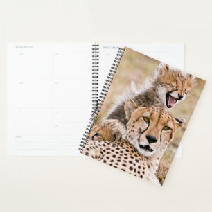Niedliche Kleintiere   Cheetah Cat & Cub Planer