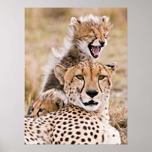 Niedliche Kleintiere | Cheetah Cat & Cub Poster (Vorne)