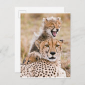 Niedliche Kleintiere | Cheetah Cat & Cub Postkarte (Vorne/Hinten)