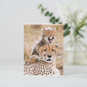 Niedliche Kleintiere | Cheetah Cat & Cub Postkarte (Stehend Vorderseite)