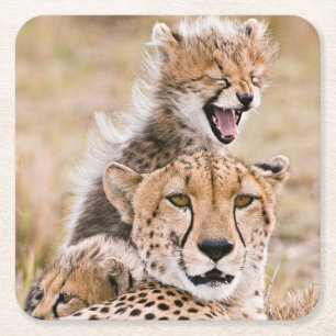 Niedliche Kleintiere   Cheetah Cat & Cub Rechteckiger Pappuntersetzer