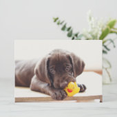 Niedliche Kleintiere | Chocolate Labrador Puppy Dankeskarte (Stehend Vorderseite)