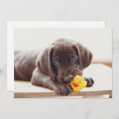 Niedliche Kleintiere | Chocolate Labrador Puppy Dankeskarte (Vorne/Hinten)