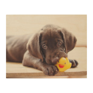 Niedliche Kleintiere   Chocolate Labrador Puppy Holzdruck