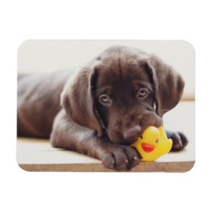 Niedliche Kleintiere   Chocolate Labrador Puppy Magnet