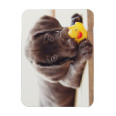 Niedliche Kleintiere | Chocolate Labrador Puppy Magnet (Vertikal)