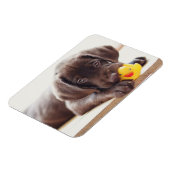 Niedliche Kleintiere | Chocolate Labrador Puppy Magnet (Linke Seite)