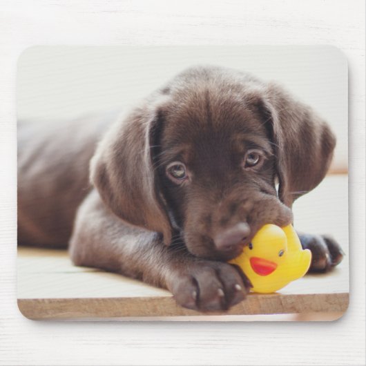 Niedliche Kleintiere | Chocolate Labrador Puppy Mousepad (Vorne)
