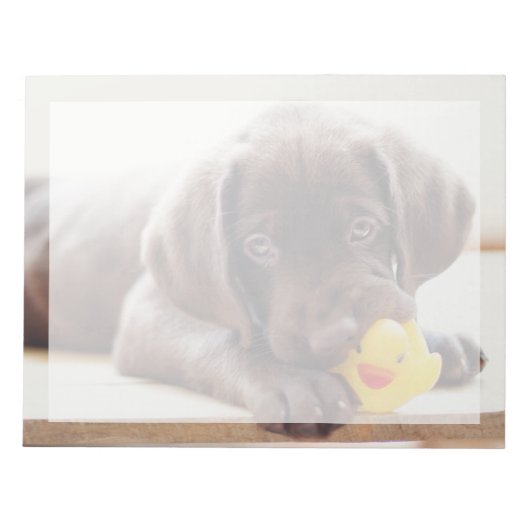 Niedliche Kleintiere | Chocolate Labrador Puppy Notizblock (Vorderseite)