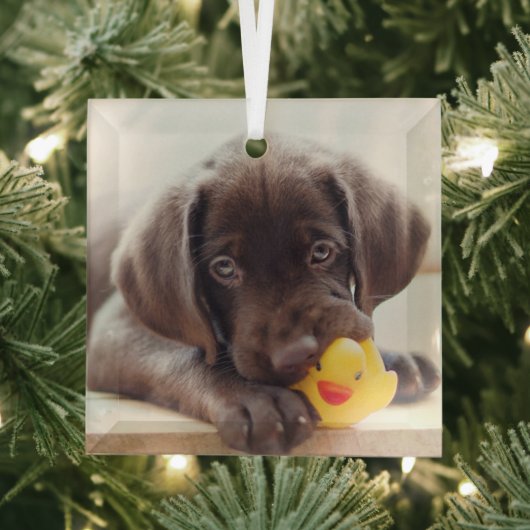 Niedliche Kleintiere | Chocolate Labrador Puppy Ornament Aus Glas (Insitu)