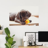 Niedliche Kleintiere | Chocolate Labrador Puppy Poster (Heimbüro)