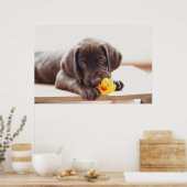 Niedliche Kleintiere | Chocolate Labrador Puppy Poster (Küche)