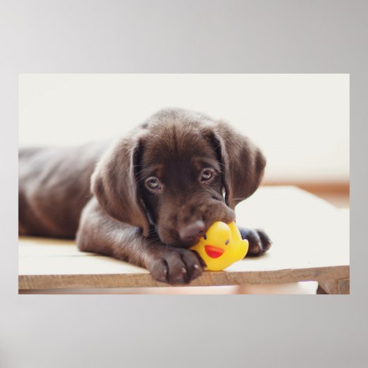 Niedliche Kleintiere | Chocolate Labrador Puppy Poster (Vorne)