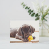 Niedliche Kleintiere | Chocolate Labrador Puppy Postkarte (Stehend Vorderseite)