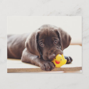 Niedliche Kleintiere   Chocolate Labrador Puppy Postkarte
