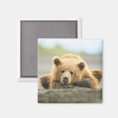 Niedliche Kleintiere | Coastal Brown Bären Cube Magnet (Vorderseite/Rückseite)
