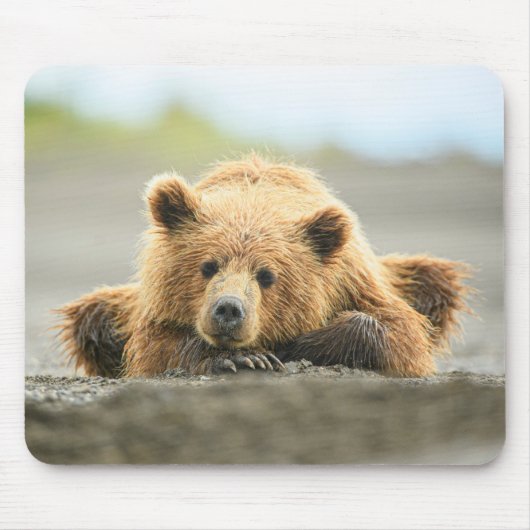 Niedliche Kleintiere | Coastal Brown Bären Cube Mousepad (Vorne)