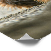 Niedliche Kleintiere | Coastal Brown Bären Cube Poster (Ecke)