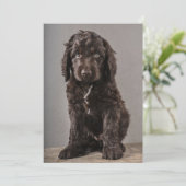 Niedliche Kleintiere | Cockapoo Welpe Dankeskarte (Stehend Vorderseite)