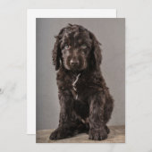 Niedliche Kleintiere | Cockapoo Welpe Dankeskarte (Vorne/Hinten)