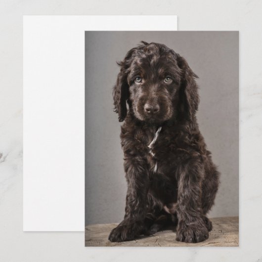 Niedliche Kleintiere | Cockapoo Welpe Dankeskarte (Vorne/Hinten)