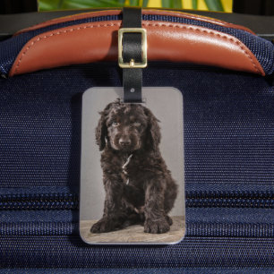 Niedliche Kleintiere   Cockapoo Welpe Gepäckanhänger