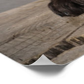 Niedliche Kleintiere | Cockapoo Welpe Poster (Ecke)