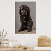 Niedliche Kleintiere | Cockapoo Welpe Poster (Küche)