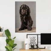 Niedliche Kleintiere | Cockapoo Welpe Poster (Heimbüro)